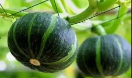 七月网红吃瓜事件真相是真的吗,真相揭秘，还原事件始末